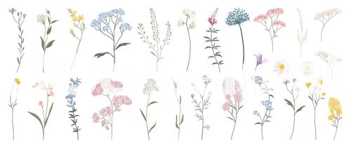 Wild Flowers Vector Collection  Herbs Herbaceous Flowering Plants Blooming Flowers Subshrubs Isolated On White Background Hand Drawn Detailed Botanical Vector Illustration