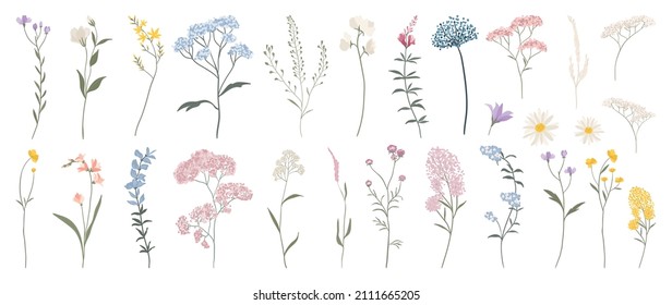 Wild Flowers Vector Collection  Herbs Herbaceous Flowering Plants Blooming Flowers Subshrubs Isolated On White Background Hand Drawn Detailed Botanical Vector Illustration