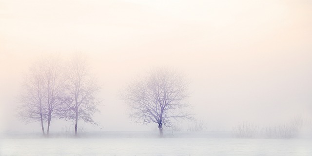 Winter Landscape Trees Snow Nature