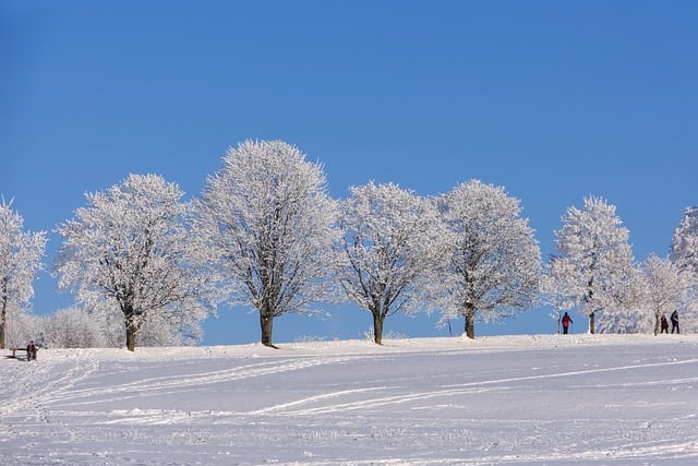 Winter Trees Snow Landscape