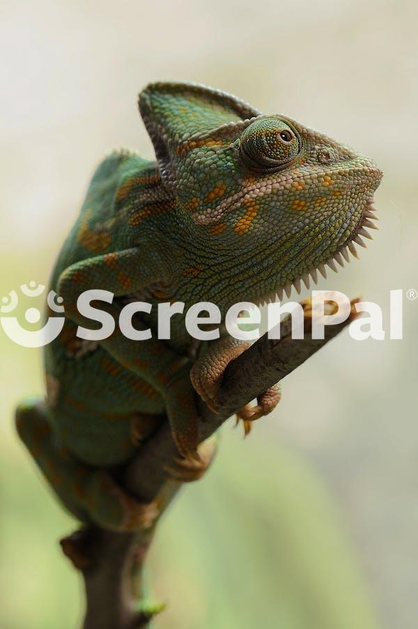 Yellow And Green Coated Lizard